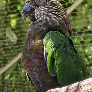 Hawk headed parrot