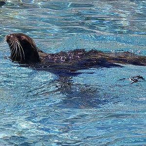 California sealion