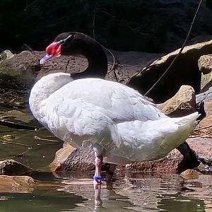 Black headed swan