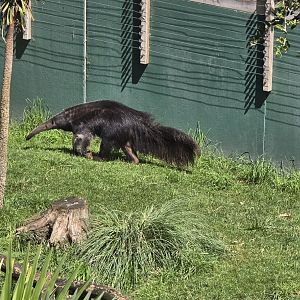 Giant anteater