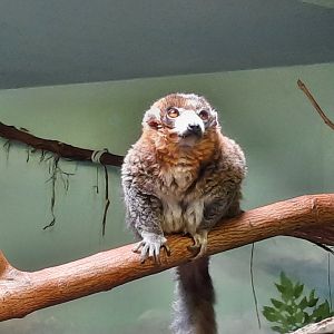 Mongoose Lemur