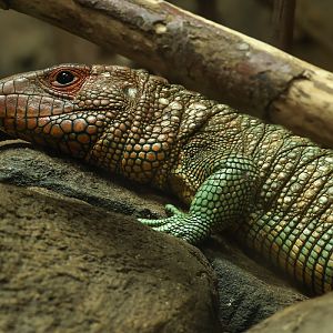 Northern caiman lizard : Crocodiles of the World : 04 Jul 2025