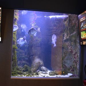 Aquarium Biarritz - One of the Golf of Vizcaya aquariums