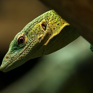 Green tree monitor : Crocodiles of the World : 20 Jun 2025