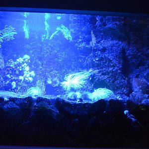 Aquarium Biarritz - One of the Golf of Vizcaya aquariums