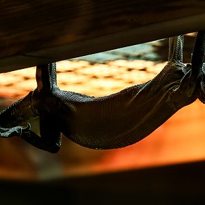 Black tree monitor : Crocodiles of the World : 20 Jun 2025