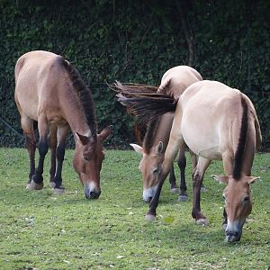 Przewalski's horses (Equus ferus przewalskii), 2024-08-21