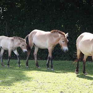 Przewalski's horses (Equus ferus przewalskii) with foal, 2024-08-21