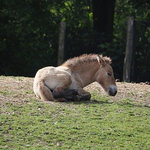 Przewalski's horse (Equus ferus przewalskii) foal, 2024-08-21