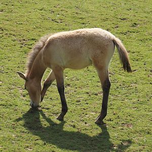 Przewalski's horse (Equus ferus przewalskii) foal, 2024-08-21