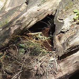 Shelter for Eurasian otter in log, 2024-08-21