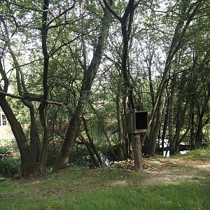 Nepalese red panda and Reeves's muntjac exhibit, 2024-08-21