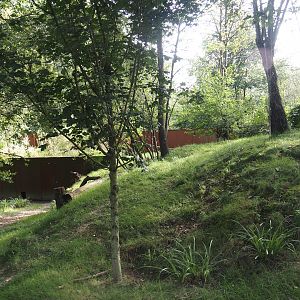 Nepalese red panda and Reeves's muntjac exhibit, 2024-08-21