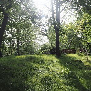 Nepalese red panda and Reeves's muntjac exhibit, 2024-08-21