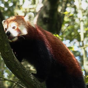 Nepalese red panda (Ailurus fulgens), 2024-08-21