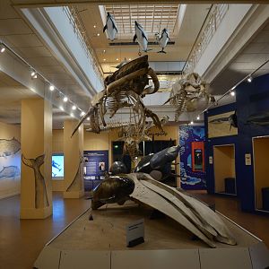 Aquarium Biarritz - Part of the sea museum