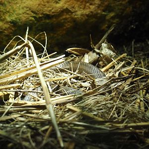Smooth snake (Coronella austriaca), 2024-08-21