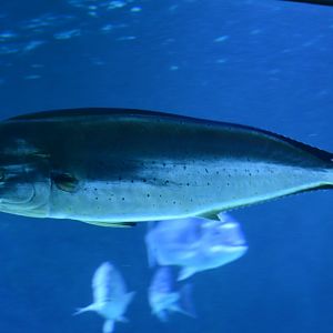 Aquarium Biarritz - Coryphaena hippurus