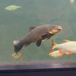 Tench (Tinca tinca), 2024-08-21