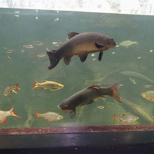 Limburg creek tank, 2024-08-21