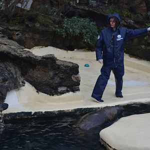 Aquarium Biarritz - Atlantic grey seal training and animation in a rainy cloudy winter day