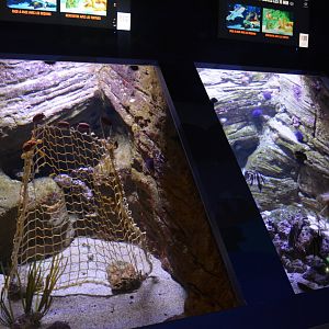 Aquarium Biarritz - Example of Indo-Pacific aquariums