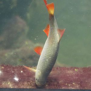 Rudd (Scardinius erythrophthalmus), 2024-08-21