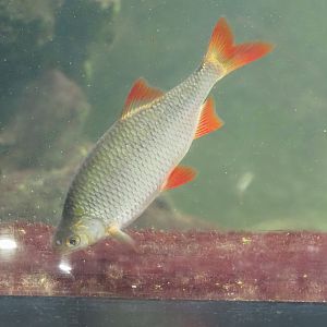 Rudd (Scardinius erythrophthalmus), 2024-08-21