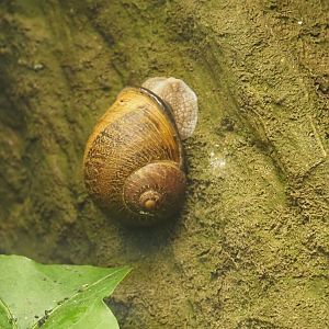 Roman snail (Helix pomatia), 2024-08-21