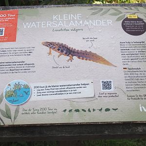 Native wildife signage for Smooth newt, 2024-08-21