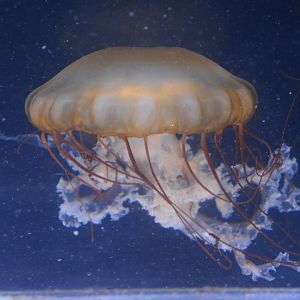 Aquarium Biarritz - Chrysaora plocamia