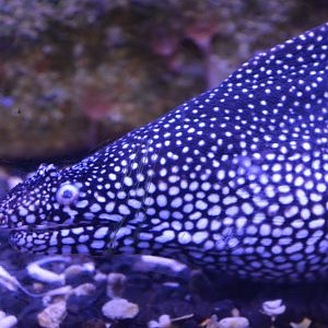 Aquarium Biarritz - Gymnothorax meleagris