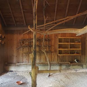 Mergelland chicken and Old Dutch gull pigeon coop, 2024-08-21