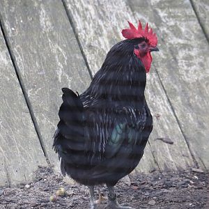 Mergelland chicken (Gallus gallus domesticus), 2024-08-21