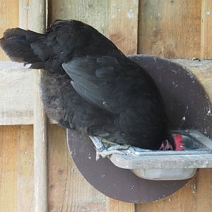 Mergelland chicken (Gallus gallus domesticus), 2024-08-21
