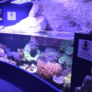 Aquarium Biarritz - Example of Indo-Pacific aquariums