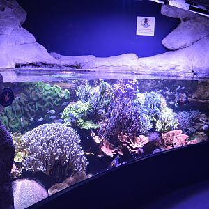 Aquarium Biarritz - Example of Indo-Pacific aquariums