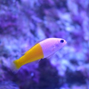 Aquarium Biarritz - Pictichromis paccagnellae