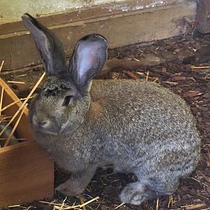 Flemish giant rabbit (Oryctolagus cuniculus domesticus), 2024-08-21