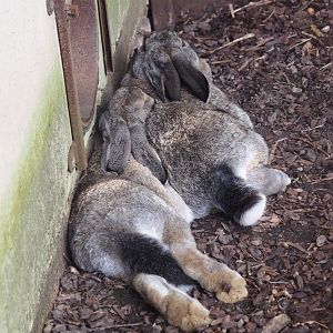 Flemish giant rabbits (Oryctolagus cuniculus domesticus), 2024-08-21