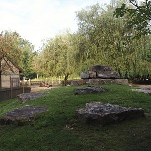 Part of Dutch Landrace goat and Miniature donkey paddock, 2024-08-21