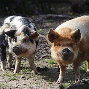 Kune-Kune pigs (Sus domesticus), 2024-08-21