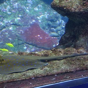 Aquarium Biarritz - Taeniura lymma