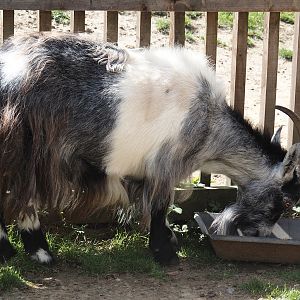Dutch landrace goat (Capra hircus), 2024-08-21