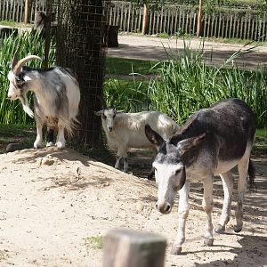 Dutch landrace goats (Capra hircus) and Miniature donkey  (Equus africanus asinus), 2024-08-21