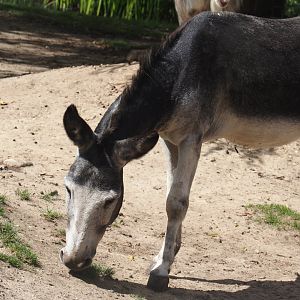Miniature donkey  (Equus africanus asinus), 2024-08-21