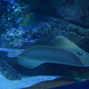 Aquarium Biarritz - Himantura uarnak