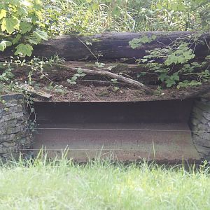 Eurasian beaver exhibit - Shute between den and outdoor exhibit, 2024-08-21