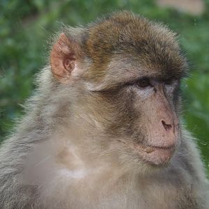 Barbary macaque (Macaca sylvanus), 2024-08-21