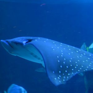 Aquarium Biarritz - Aetobatus narinari